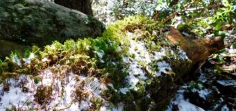 雪が降った翌朝のマドローネの森