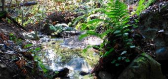 マドローネの森の水のエネルギー