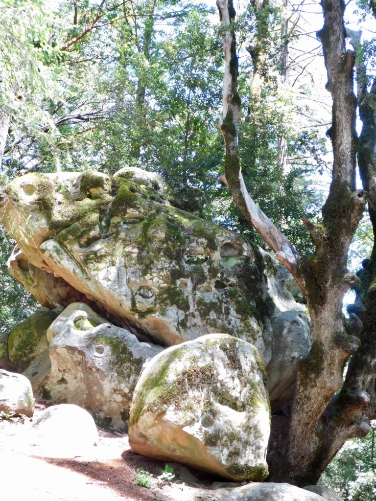 巨木と巨石のコラボ