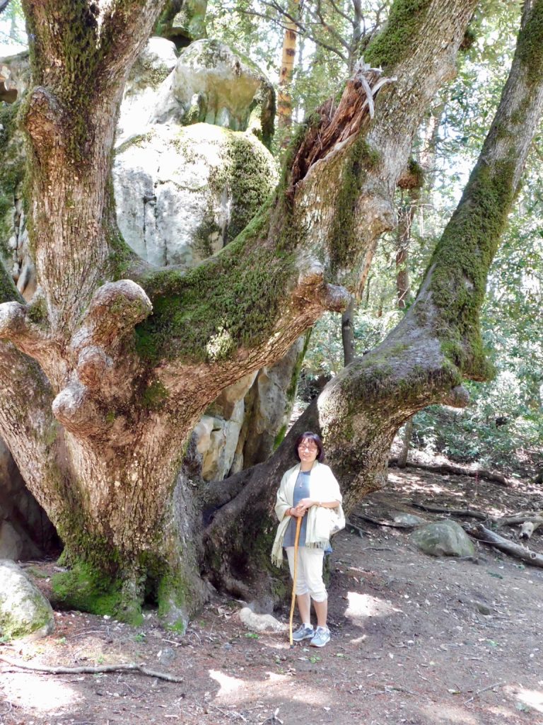 巨木と巨石のコラボ