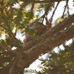 無事孵化したようです！