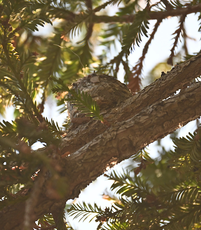 無事孵化したようです！