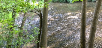 レッドウッドの森の川辺で水遊び