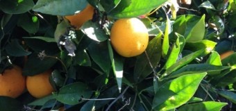 カルフォルニアオレンジとマイヤーレモン