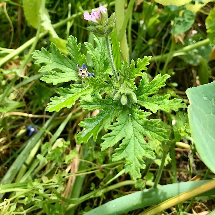 虫除けシトロネラ