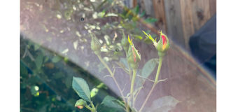 更年期世代に最適の薔薇のエネルギー