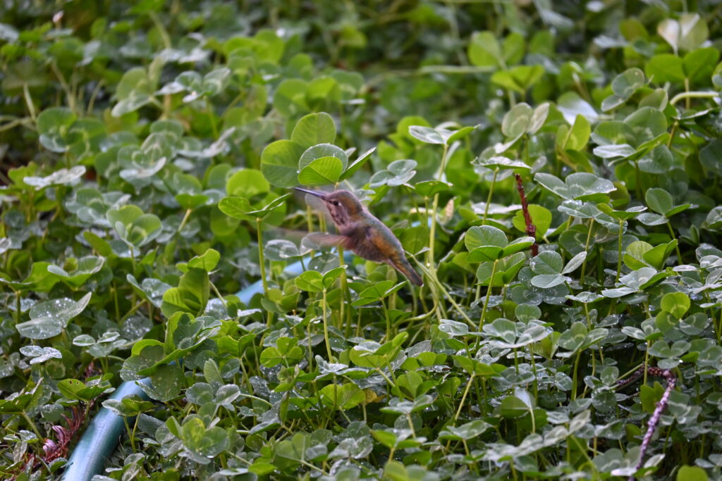 食べられる野草シロツメグサ