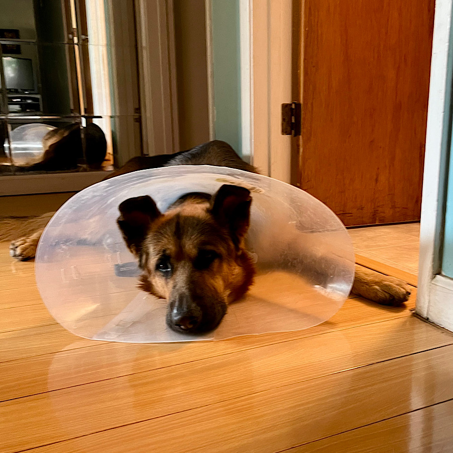 停留睾丸摘出手術後７日目