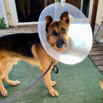 停留睾丸摘出手術後８日目