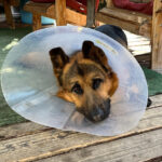 停留睾丸摘出手術後９日目