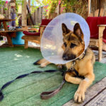 停留睾丸摘出手術後１０日目