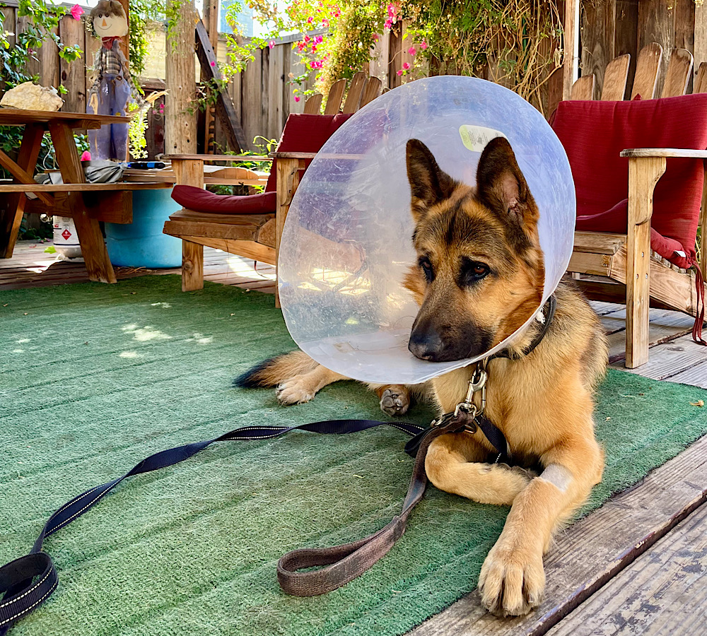 停留睾丸摘出手術後１０日目