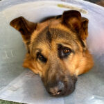 停留睾丸摘出手術後１１日目