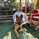 停留睾丸摘出手術後１３日目