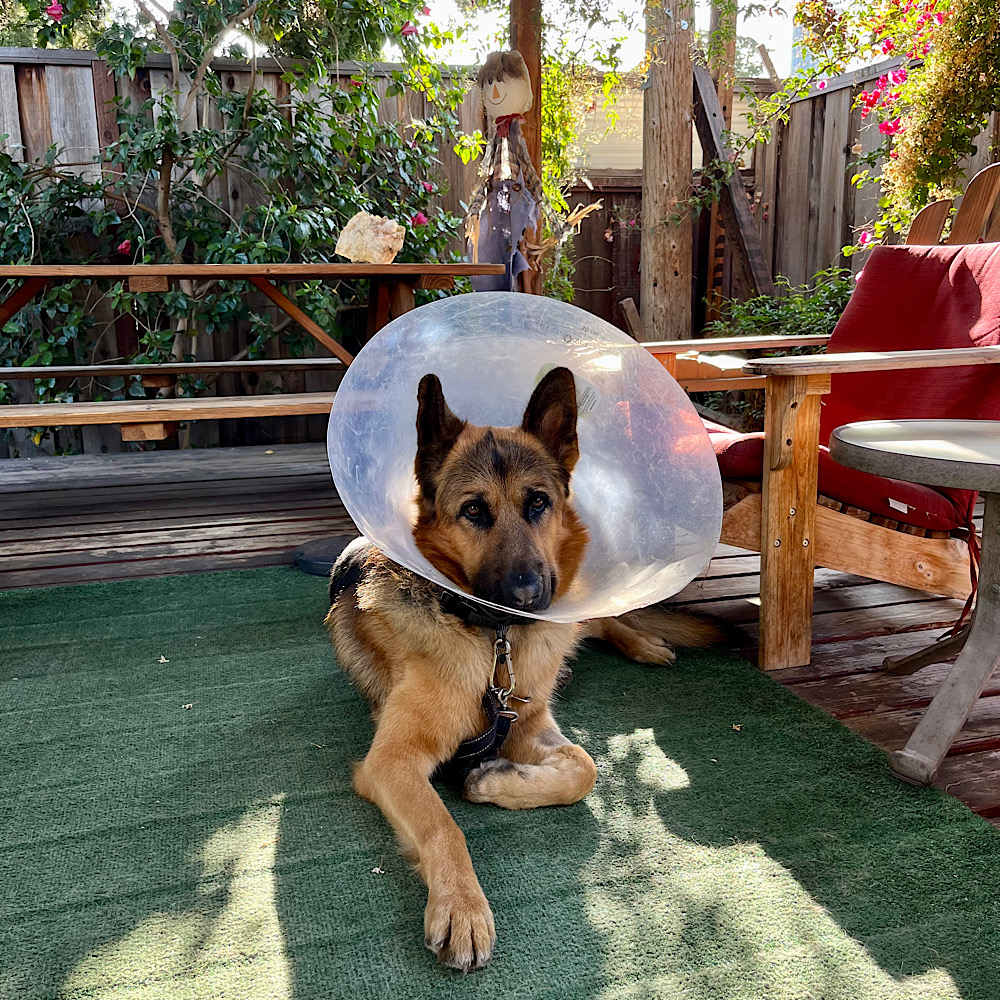 停留睾丸摘出手術後１３日目