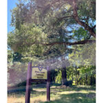 七夕の日に初挑戦