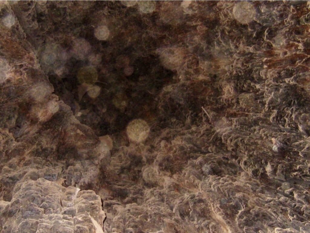 レッドウッドツリーの森の秘密スポット