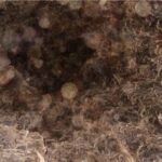 レッドウッドツリーの森の秘密スポット