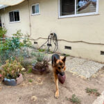 元氣になりました