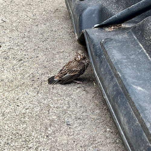 朝から小鳥のレスキューミッション