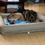 フットボールのシーズン