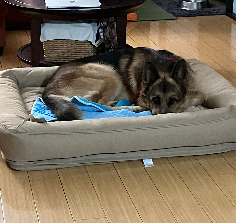 フットボールのシーズン