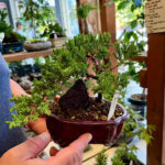 旦那さんの盆栽コレクション