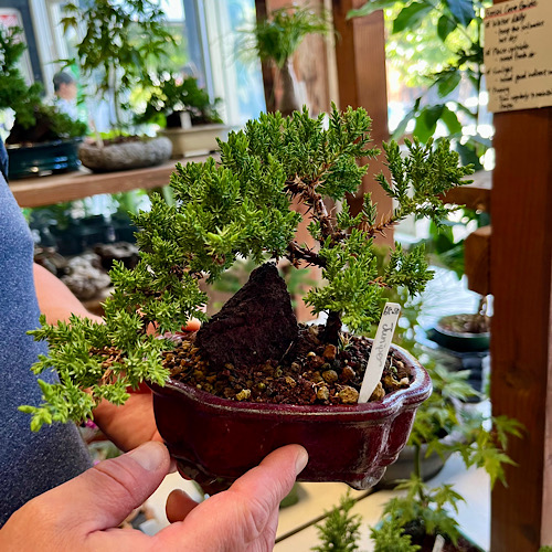 旦那さんの盆栽コレクション