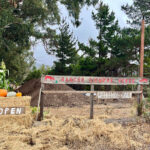 パンプキンパッチの少女ハイジ(笑)