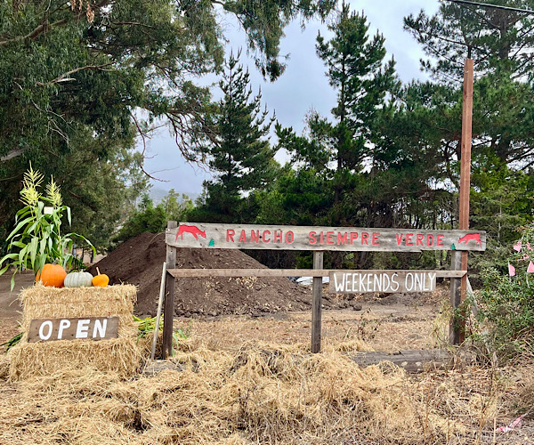 パンプキンパッチの少女ハイジ(笑)