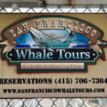 初のホエールウオッチング