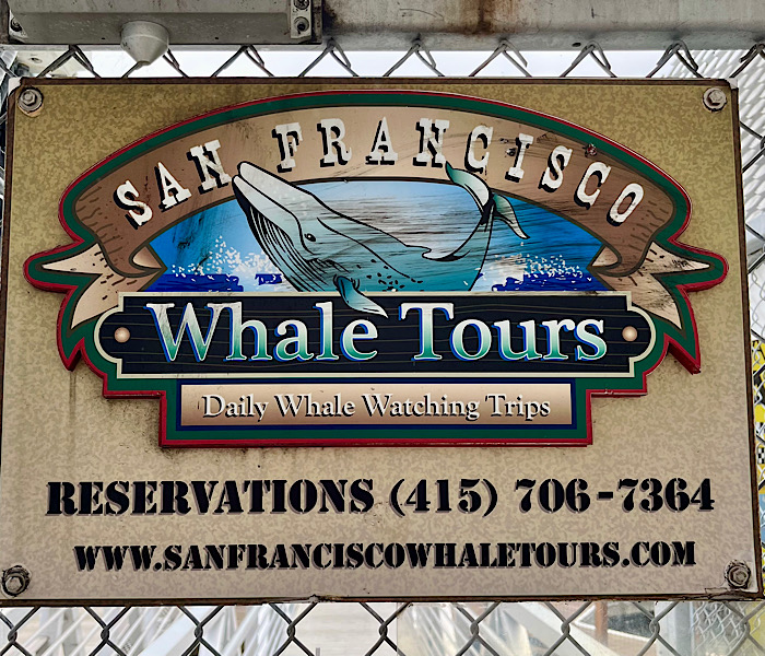 初のホエールウオッチング