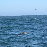 ハンプバックウェールズ