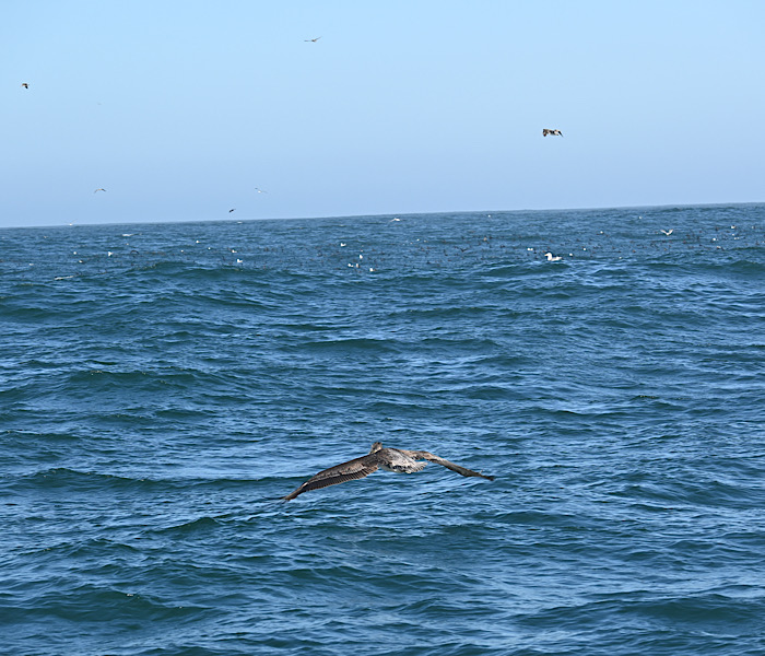 ハンプバックウェールズ