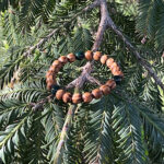 出雲の国に想いを馳せて