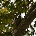 スクスク順調に成長中