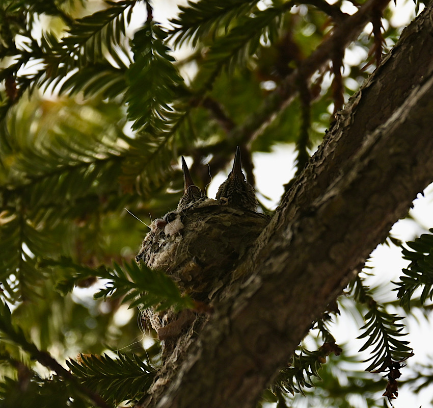 スクスク順調に成長中