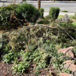 冬の嵐が去った後は…