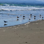 ビーチコンバー海辺の散歩