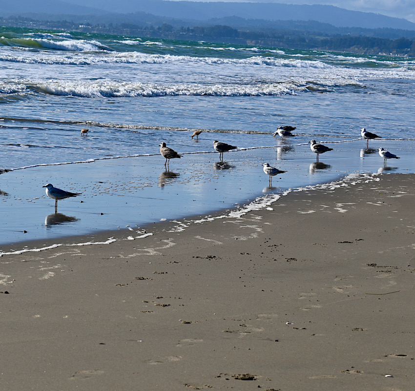 ビーチコンバー海辺の散歩