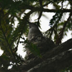 ハミングバードの雛達の巣立ち