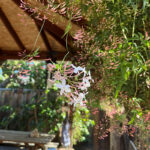 今年も始まったハゴロモジャスミンタイム