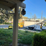 レッドウッドツリーの剪定