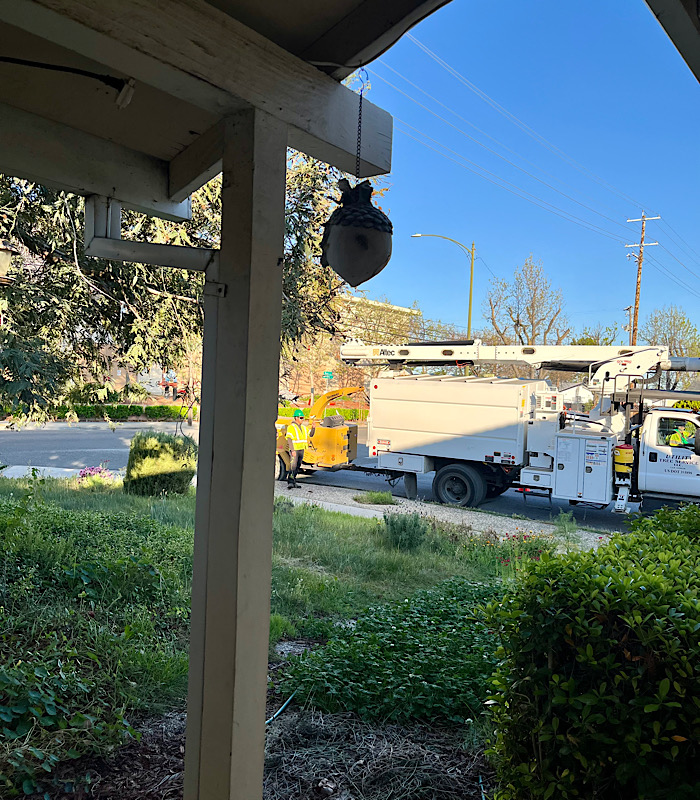 レッドウッドツリーの剪定