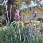 ラベンダーセラピー