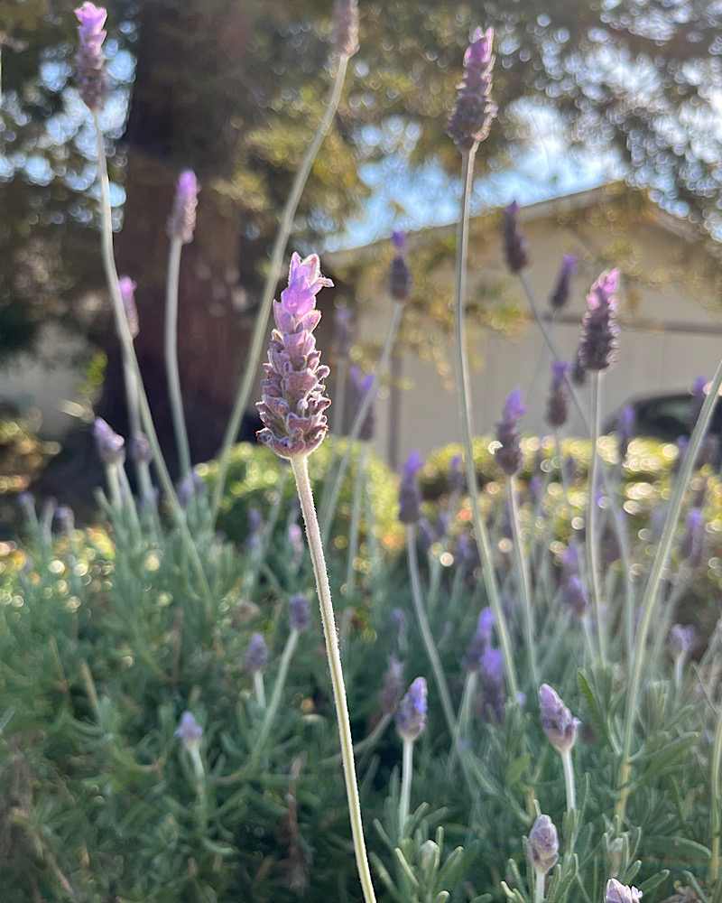 ラベンダーセラピー