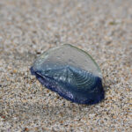 風に乗って航海する青藍色のヨット