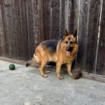 心は二つ身は一つ